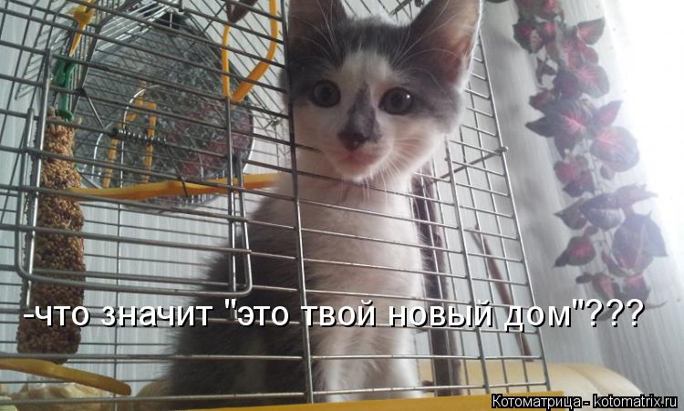 -что значит "это твой новый дом"???... Котоматрица: -что значит "это твой новый дом"???