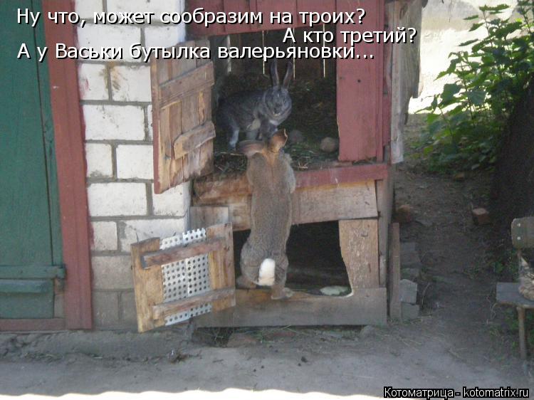 Ну что, может сообразим на троих? А кто третий? А у Васьки бутылка валерьяновки...... Котоматрица: Ну что, может сообразим на троих? А кто третий? А у Васьки бутылка валерьяновки...