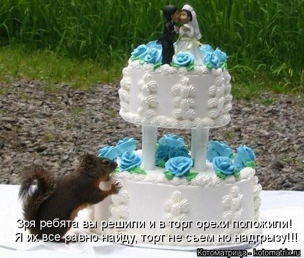 Котоматрица: Зря ребята вы решили и в торт орехи положили! Я их все равно найду, торт не съем но надгрызу!!!
