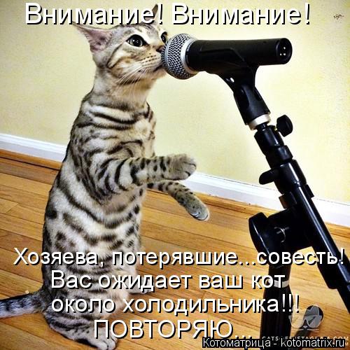 Котоматрица: Внимание! Внимание! Хозяева, потерявшие...совесть! Вас ожидает ваш кот около холодильника!!! ПОВТОРЯЮ...