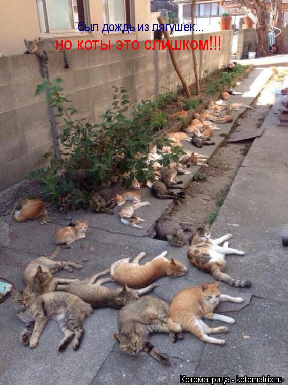 Котоматрица: был дождь из лягушек... но коты это слишком!!!
