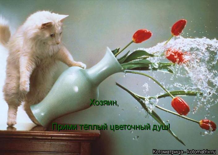 Котоматрица: Хозяин, Прими тёплый цветочный душ!