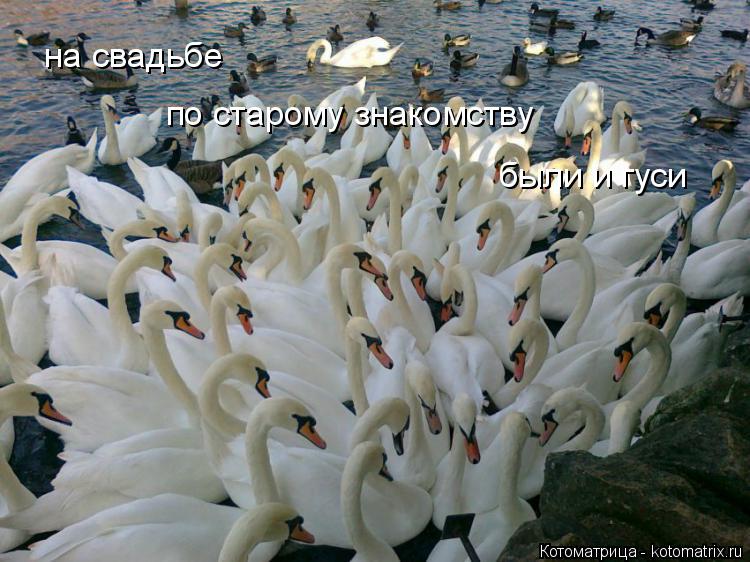 Котоматрица: на свадьбе  по старому знакомству были и гуси