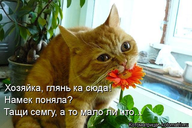 Котоматрица: Хозяйка, глянь ка сюда! Намек поняла? Тащи семгу, а то мало ли что...