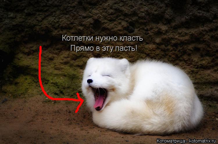 Котлетки нужно класть Прямо в эту пасть!... Котоматрица: Котлетки нужно класть Прямо в эту пасть!