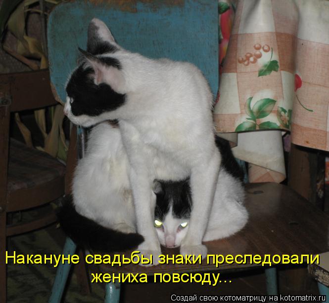 Котоматрица: Накануне свадьбы знаки преследовали  жениха повсюду...