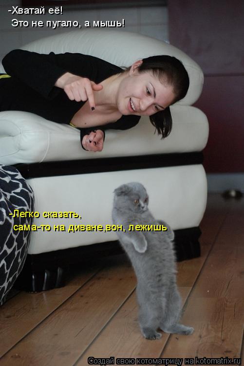 Котоматрица: -Хватай её! Это не пугало, а мышь! -Легко сказать, сама-то на диване,вон, лежишь