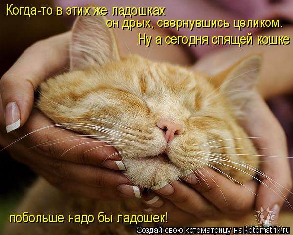 Котоматрица: побольше надо бы ладошек! Когда-то в этих же ладошках  он дрых, свернувшись целиком. Ну а сегодня спящей кошке