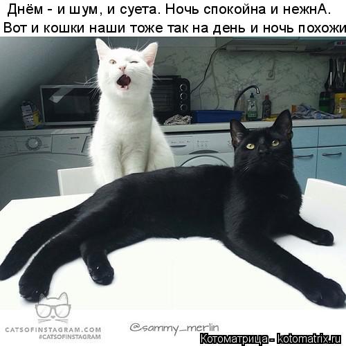 Котоматрица: Днём - и шум, и суета. Ночь спокойна и нежнА. Вот и кошки наши тоже так на день и ночь похожи.