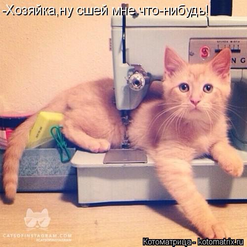 Котоматрица: -Хозяйка,ну сшей мне что-нибудь!