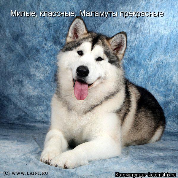 Котоматрица: Милые, классные, Маламуты прекрасные