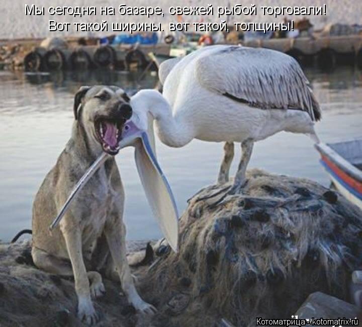 Котоматрица: Мы сегодня на базаре, свежей рыбой торговали! Вот такой ширины. вот такой, толщины!