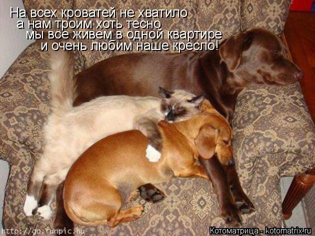 Котоматрица: На всех кроватей не хватило а нам троим хоть тесно а нам троим хоть тесно  мы все живем в одной квартире и очень любим наше кресло!