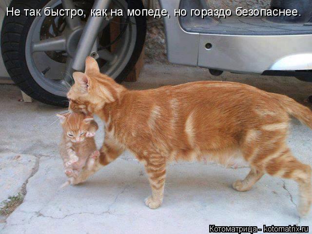 Котоматрица: Не так быстро, как на мопеде, но гораздо безопаснее.