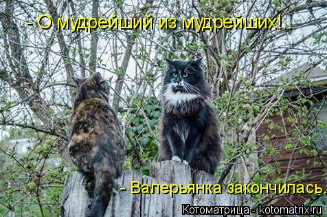 Котоматрица: - О мудрейший из мудрейших!.. - Валерьянка закончилась.