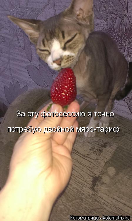 Котоматрица: За эту фотосессию я точно  потребую двойной мясо-тариф