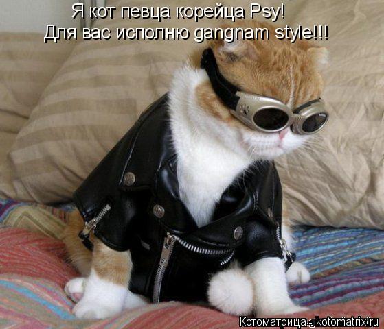 Котоматрица: Для вас исполню gangnam style!!! Я кот певца корейца Psy!