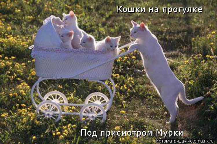 Кошки на прогулке Под присмотром Мурки... Котоматрица: Кошки на прогулке Под присмотром Мурки