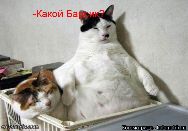 -Какой Барсик?... Котоматрица: -Какой Барсик?