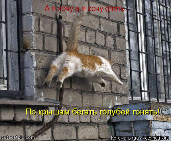 А я хочу а я хочу опять... По крышам бегать голубей гонять!... Котоматрица: А я хочу а я хочу опять... По крышам бегать голубей гонять!