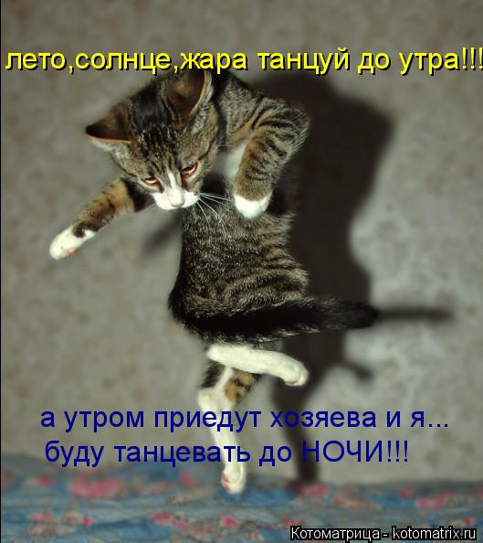 Котоматрица: лето,солнце,жара танцуй до утра!!! а утром приедут хозяева и я... буду танцевать до НОЧИ!!!