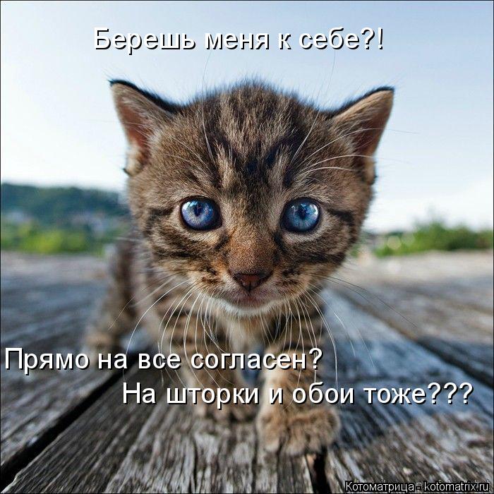Берешь меня к себе?! Прямо на все согласен? На шторки и обои тоже???... Котоматрица: Берешь меня к себе?! Прямо на все согласен? На шторки и обои тоже???