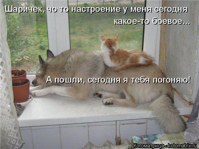 Котоматрица: Шаричек, чо то настроение у меня сегодня какое-то боевое...  А пошли, сегодня я тебя погоняю!