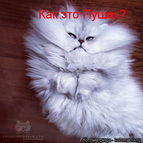 Как это Пушок?... Котоматрица: Как это Пушок?
