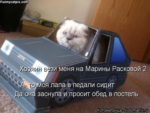 Котоматрица: Хозяин вези меня на Марины Расковой 2 А- то моя лапа в педали сидит Да она заснула и просит обед в постель