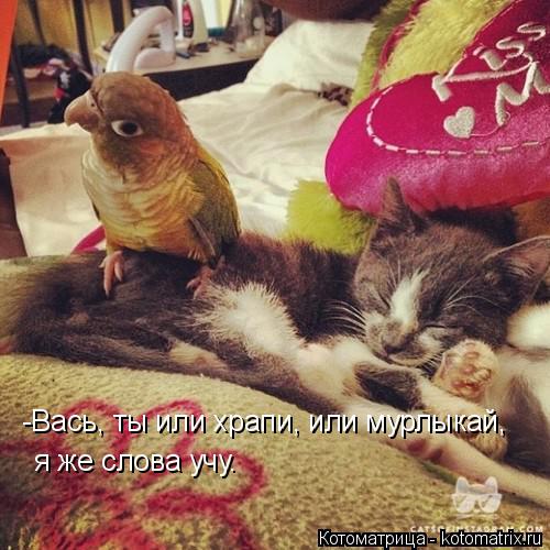 -Вась, ты или храпи, или мурлыкай, я же слова учу.... Котоматрица: -Вась, ты или храпи, или мурлыкай, я же слова учу.