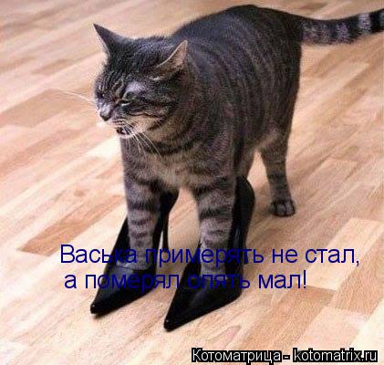 Котоматрица: Васька примерять не стал, а померял опять мал!