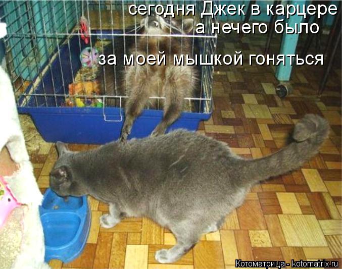 сегодня Джек в карцере а нечего было за моей мышкой гоняться... Котоматрица: сегодня Джек в карцере а нечего было за моей мышкой гоняться