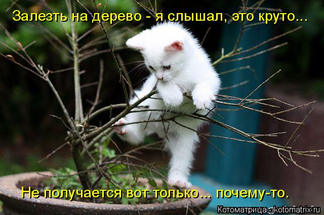 Залезть на дерево - я слышал, это круто... Не получается вот только... почему-то.... Котоматрица: Залезть на дерево - я слышал, это круто... Не получается вот только... почему-то.