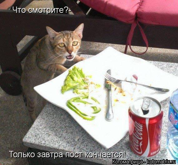 Котоматрица: Что смотрите?- Только завтра пост кончается!