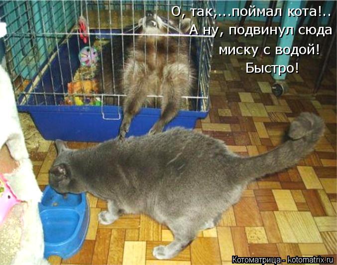 О, так,...поймал кота!.. миску с водой! Быстро! А ну, подвинул сюда... Котоматрица: О, так,...поймал кота!.. миску с водой! Быстро! А ну, подвинул сюда