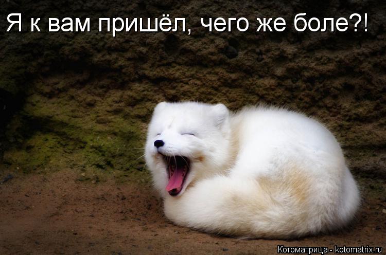 Котоматрица: Я к вам пришёл, чего же боле?!
