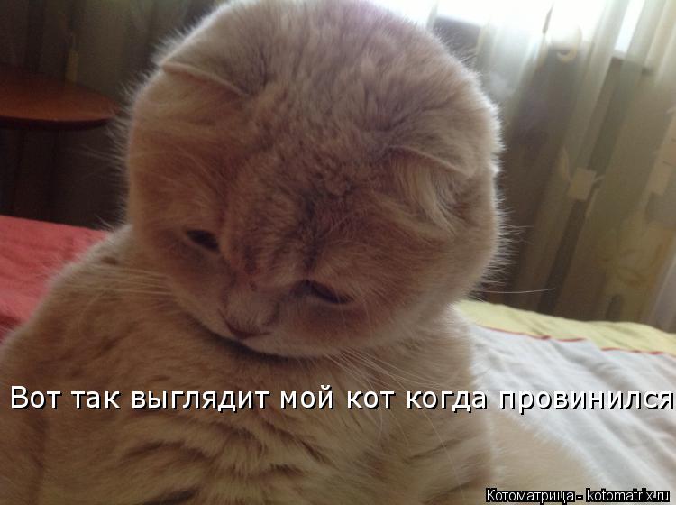 Котоматрица: Вот так выглядит мой кот когда провинился
