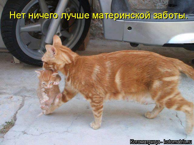Котоматрица: Нет ничего лучше материнской заботы.