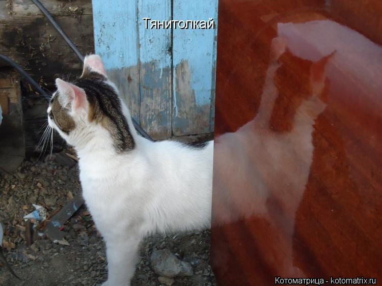 Котоматрица: Тянитолкай
