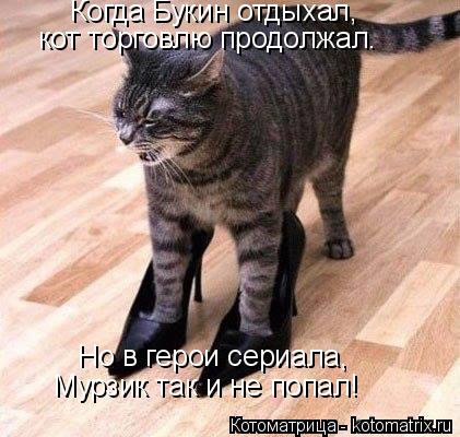 Котоматрица: Когда Букин отдыхал, кот торговлю продолжал. Но в герои сериала, Мурзик так и не попал!