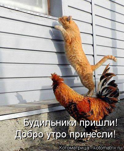 Котоматрица: Будильники пришли! Добро утро принесли!