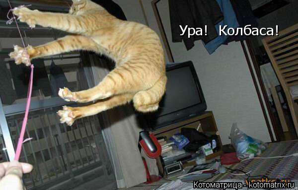 Ура! Колбаса!... Котоматрица: Ура! Колбаса!