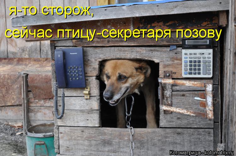 Котоматрица: я-то сторож, сейчас птицу-секретаря позову
