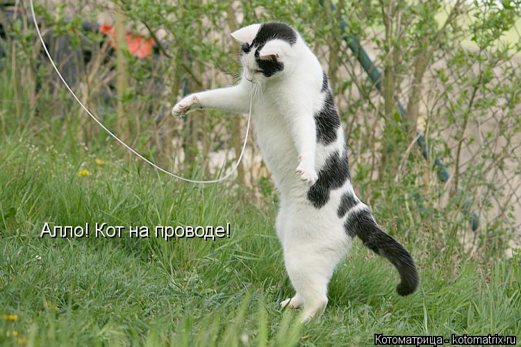 Котоматрица: Алло! Кот на проводе!