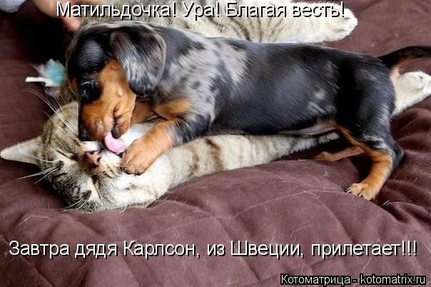 Котоматрица: Матильдочка! Ура! Благая весть! Завтра дядя Карлсон, из Швеции, прилетает!!!