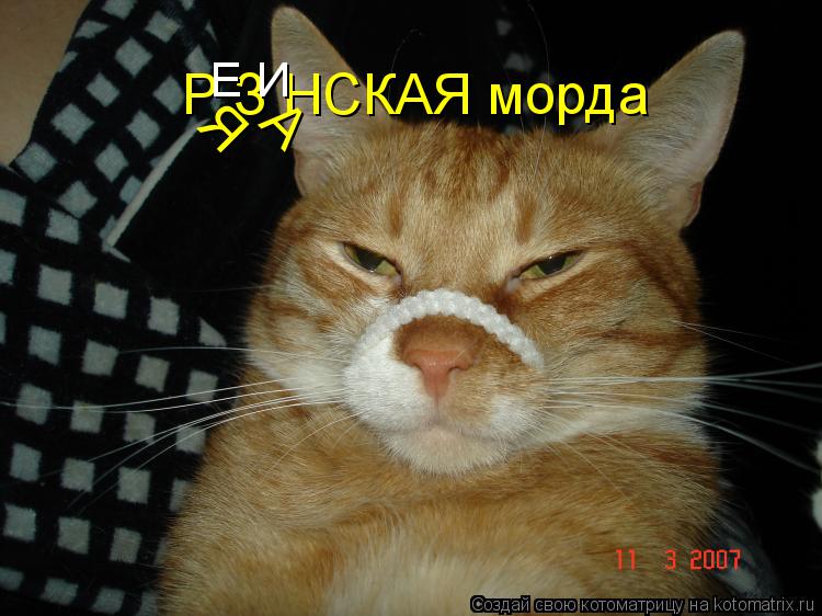 Котоматрица: Р З НСКАЯ морда Я А И Е