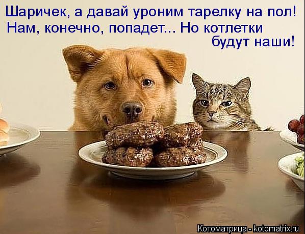 Шаричек, а давай уроним тарелку на пол! Нам, конечно, попадет... Но котлетки будут наши!... Котоматрица: Шаричек, а давай уроним тарелку на пол! Нам, конечно, попадет... Но котлетки будут наши!