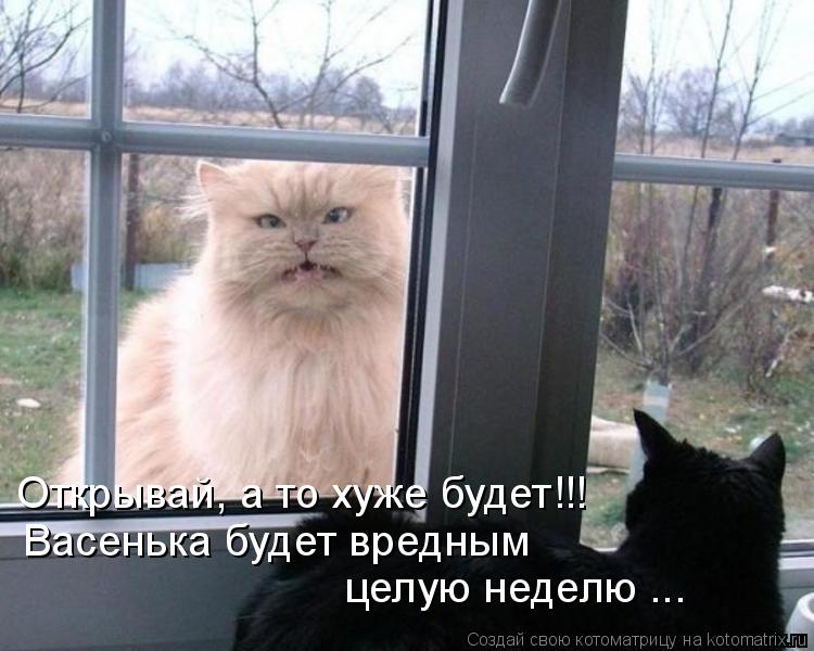 Котоматрица: Васенька будет вредным  Открывай, а то хуже будет!!! целую неделю ...