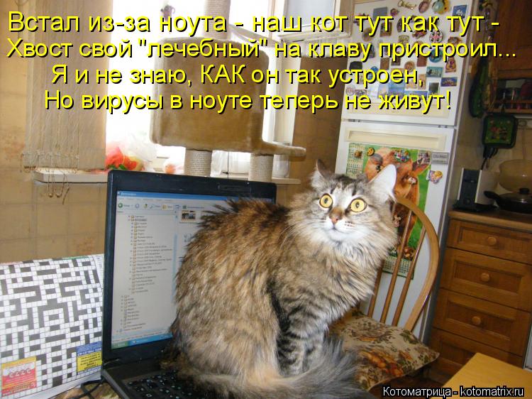 Котоматрица: Встал из-за ноута - наш кот тут как тут -  Хвост свой "лечебный" на клаву пристроил... Я и не знаю, КАК он так устроен, Но вирусы в ноуте теперь не 