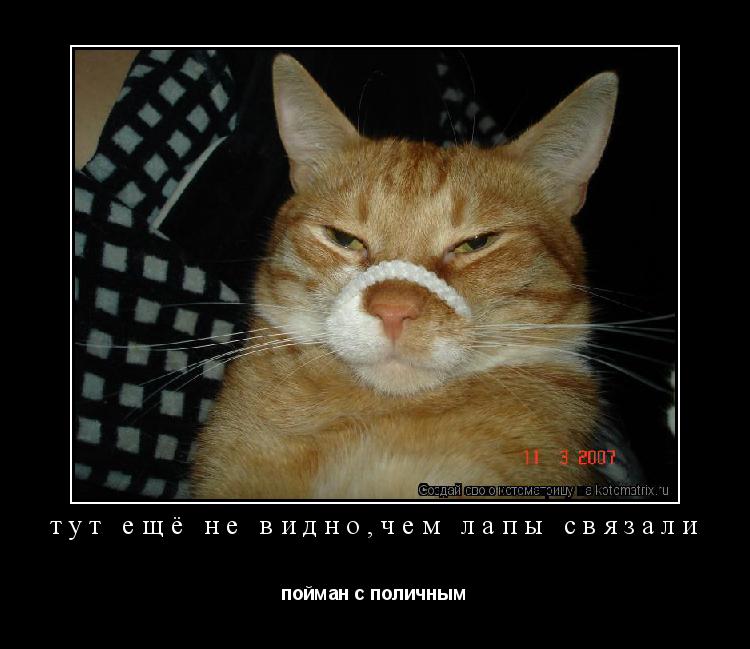 тут ещё не видно,чем лапы связали пойман с поличным... Котоматрица: тут ещё не видно,чем лапы связали пойман с поличным